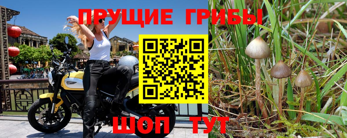 Торжок  Псилоцибиновые грибы прущие грибы  Галлюциногенные грибы Psilocybe  Вход с VPN 